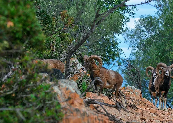 Monte Turri - Adults Only Hotel Àrbatax