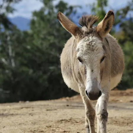 Ξενοδοχείο Monte Turri - Adults Only